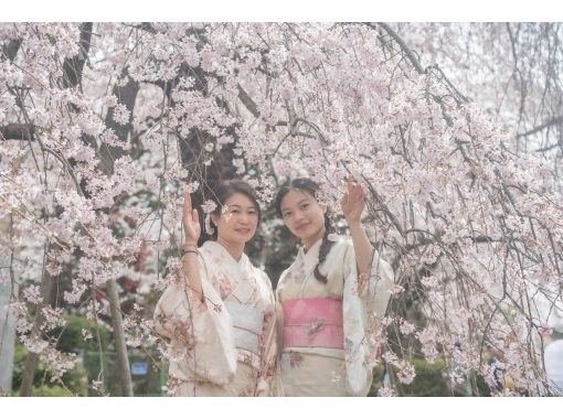 [Miyagi, Shibata] Shibata Hitome Senbonzakura! Walk along the spectacular cherry blossom road in a kimono! Rental kimono plan and optional professional photographer photoshoot availableの画像