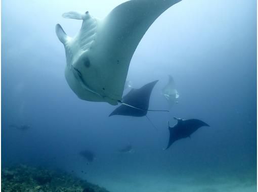 【沖縄・石垣島】３ボートファンダイビングおひとり様大歓迎♪大物狙い、マクロダイビングなどリクエストにお応えします！の画像