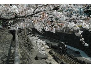 【東京・王子】音無親水公園、川沿いのプレミアムシートでゆったり桜鑑賞、お花見弁当付き！（唎酒なし）