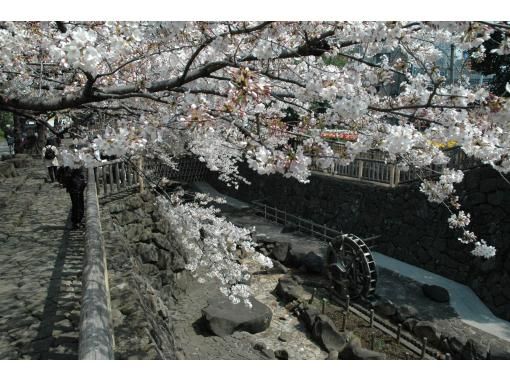 【東京・王子】音無親水公園、川沿いのプレミアムシートでゆったり桜鑑賞、お花見弁当付き！（唎酒なし）の画像