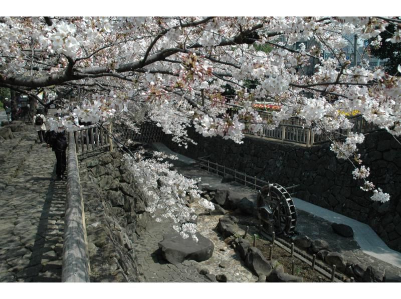 [東京王子] 在音無濱水公園的河畔高級席位上悠閒地欣賞櫻花，還附贈賞櫻午餐！ （禁止品嚐酒精飲料）の紹介画像