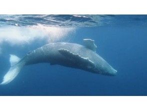 [Okinawa • Kerama] Winter only! Very popular plan! Swim with humpback whales in Kerama!