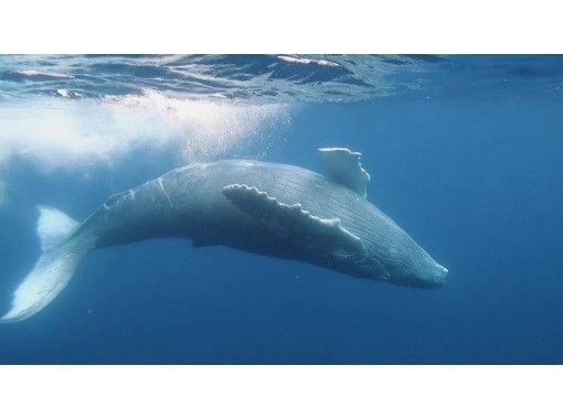 [Okinawa • Kerama] Winter only! Very popular plan! Swim with humpback whales in Kerama!の画像