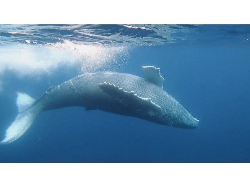 [Okinawa • Kerama] Winter only! Very popular plan! Swim with humpback whales in Kerama!の紹介画像