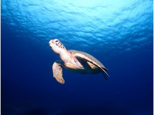 [Okinawa, Onna Village] High probability! Boat experience diving where you can meet sea turtles Half-day 2 dives Wonderful video shooting planの画像