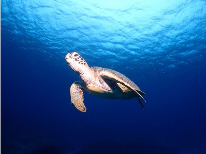 [Okinawa, Onna Village] High probability! Boat experience diving where you can meet sea turtles Half-day 2 dives Wonderful video shooting planの紹介画像