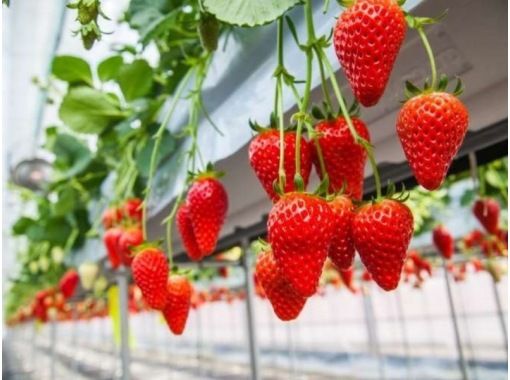 Hyogo Prefecture Strawberry Picking and Village Revitalization Tour Wednesdays and Thursdays January to Aprilの画像