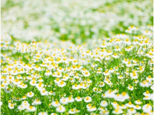 Hyogo Prefecture Yumesaki Chamomile Harvest May Onlyの画像