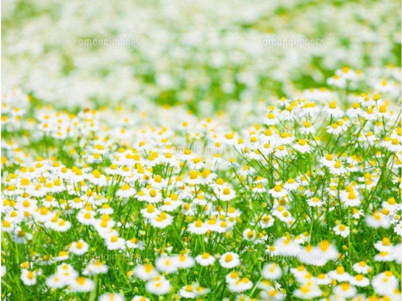 [Hyogo Prefecture] Yumesaki Chamomile Harvest (May Only)