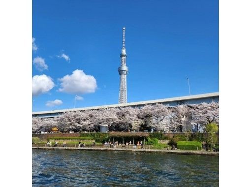 [Tokyo, Toyosu] Cherry blossom viewing charter 3-hour cruise (afternoon/evening)の画像