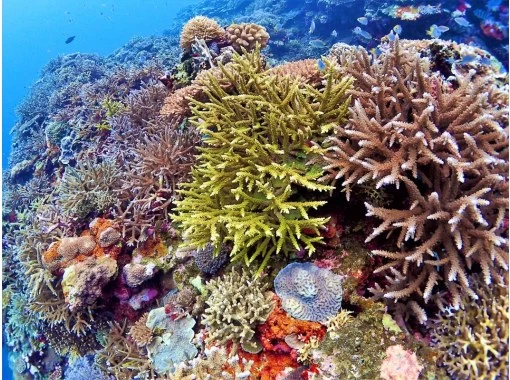 【沖縄・石垣島】幻の島上陸＆ウミガメorマンタシュノーケリング！GoPro無料レンタルあり（午前/午後）の画像