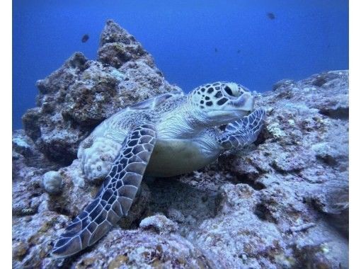 【石垣島でウミガメと泳ごう！】ウミガメポイント体験ダイビング（GoPro写真サービス付き）の画像