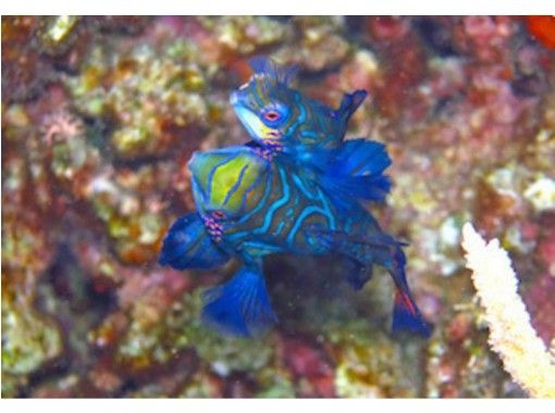 [Okinawa ・ Miyakojima 】 Forget time and enjoy elegantly! Experience by boat Diving ・ 1 dive [1 day course with lunch]の画像