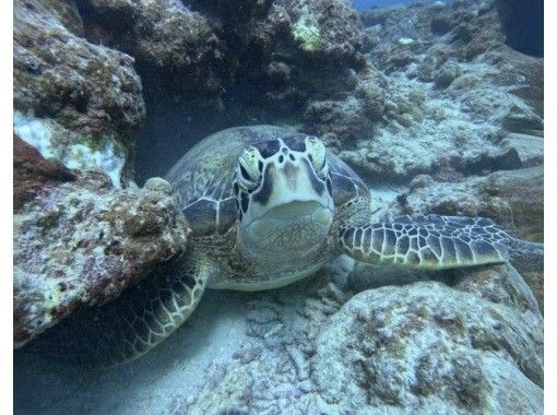 【ウミガメと泳ごう！】ウミガメポイントシュノーケリング（GoPro写真サービス付き）の画像