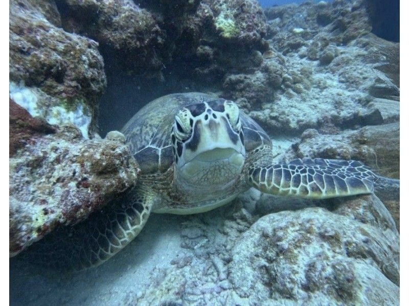 [Swim with sea turtles!] Sea turtle point snorkeling (with GoPro photo service)の紹介画像