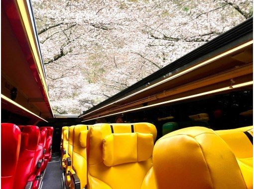 [Yamagata] Sakura Skyride - An aerial stroll on the Mamigasaki Sakura Line on an open-top busの画像