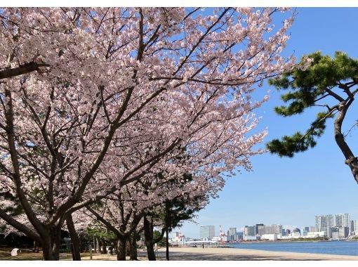 [Tokyo Daiba] Departing/returning from Gururi Park; 120-minute private cruise "Cherry Blossom Viewing with Luxury Meal" plan☆彡 Hors d'oeuvres and welcome drink included!の画像