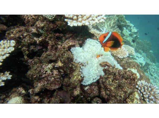 ★Boat snorkeling★Even beginners and those who can't swim can feel at ease! ★Departing and arriving from Chatan Town! の画像