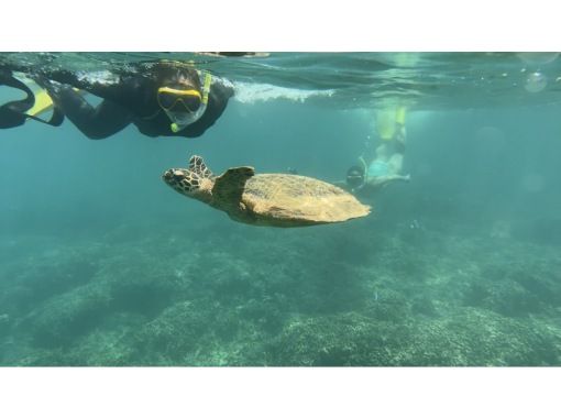[Okinawa, Chatan, Sesoko, Minna Island Snorkeling] ★ First-timers and those who can't swim can enjoy this boat snorkeling tour! Free transportation included!の画像