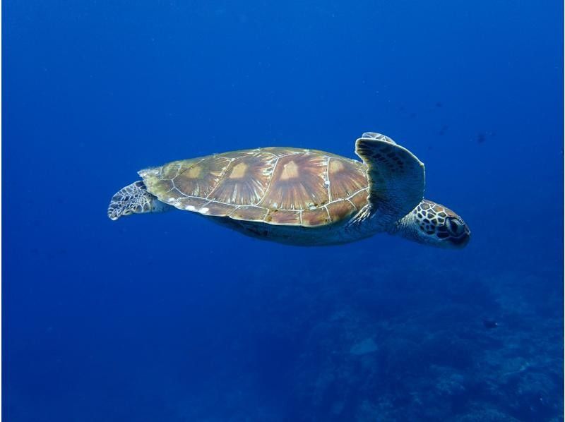 Discounts for groups of 4 or more! 3 boat dives for just 14,300 yen per person! Free photos and videos available only at Ginowan Marina or Seragaki Fishing Port!の紹介画像