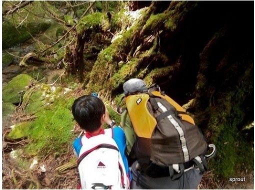 [Kagoshima / Yakushima] Yakushima is made to order according to your wishes! Trekking course (limited to one group per day)の画像