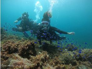 [Shizuoka, Izu Kogen] Equipment rental included ♪ Enjoy your first dive in Izu Akazawa, a resort-like place just 2 hours from Tokyo ♪