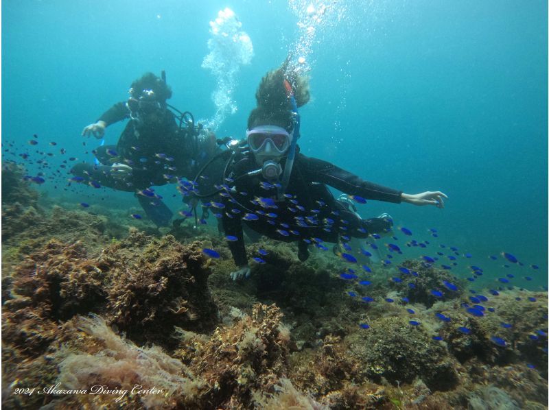 [Shizuoka, Izu Kogen] Equipment rental included ♪ Enjoy your first dive in Izu Akazawa, a resort-like place just 2 hours from Tokyo ♪の紹介画像