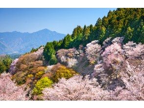 【벚꽃의 계절 한정】 나라 공원의 귀여운 사슴 | 도다이지 | 요시노 산의 꽃놀이 | 센본 벚꽃 | 무료 벚꽃 벨 | 1 일 투어