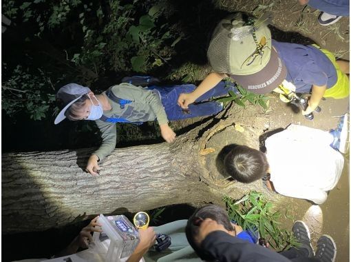 東京　立川　クワガタ捕獲観察体験の画像