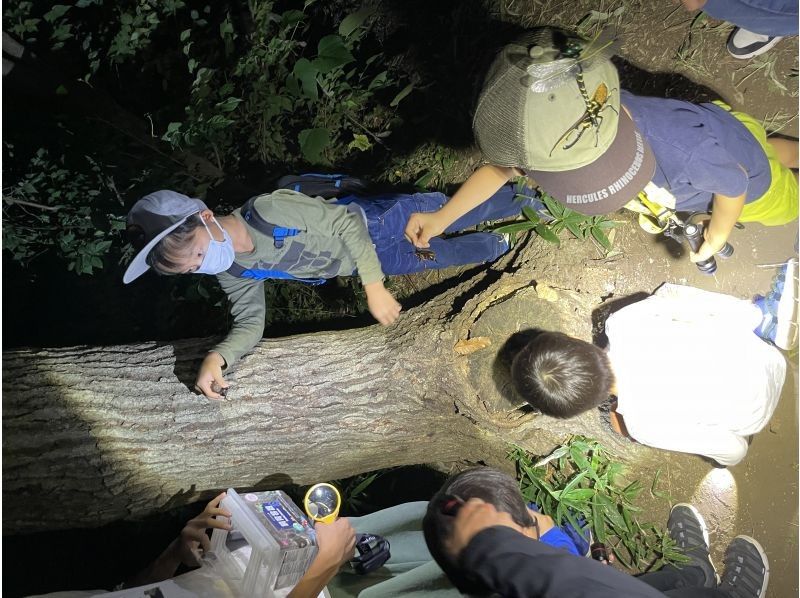 東京　立川　クワガタ捕獲観察体験の紹介画像