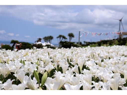 【2便目/添乗員がご案内！】2025伊江島ゆり祭り日帰り観光バスツアー★地元のお弁当付き！お買物券500円＆伊江島特産「黒糖ピーナッツ」付きの画像