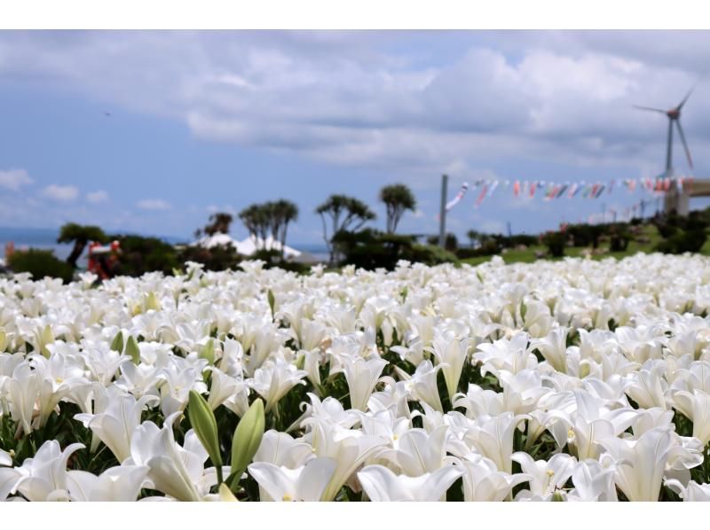 【2便目/添乗員がご案内！】2025伊江島ゆり祭り日帰り観光バスツアー★地元のお弁当付き！お買物券500円＆伊江島特産「黒糖ピーナッツ」付きの紹介画像