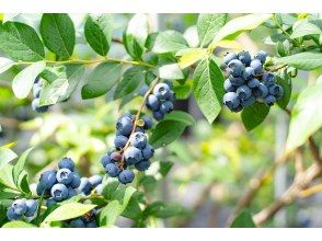 [Shiga / Maibara] Experience picking ripe blueberries at the foot of Mt. Ibuki. Enjoy unlimited time and all-you-can-eat large, sweet blueberries!