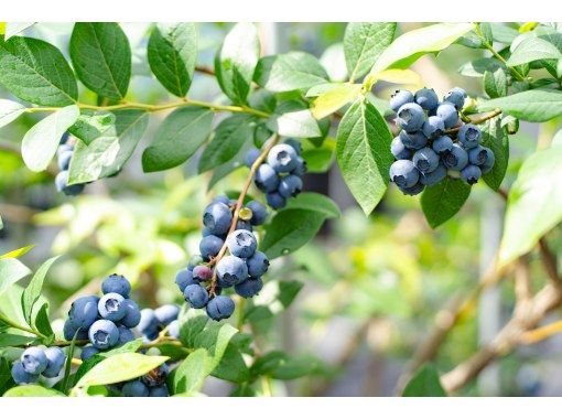 [Shiga / Maibara] Experience picking ripe blueberries at the foot of Mt. Ibuki. Enjoy unlimited time and all-you-can-eat large, sweet blueberries!の画像