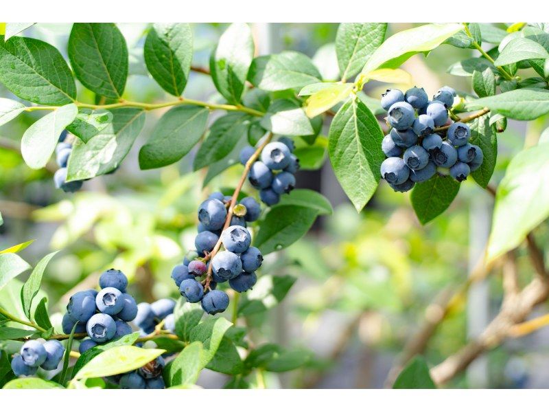 [Shiga / Maibara] Experience picking ripe blueberries at the foot of Mt. Ibuki. Enjoy unlimited time and all-you-can-eat large, sweet blueberries!の紹介画像