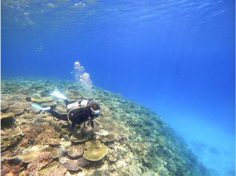 【水納島・瀬底島 】ボート体験ダイビング2本　(10歳から参加OK) 　写真・動画無料プレゼントの紹介画像