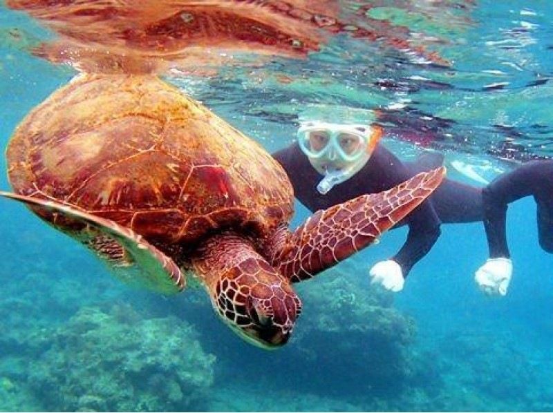 [YAKUSHIMA Snorkeling] Half-day course with video recordingの紹介画像