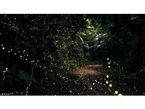 記念写真プレゼント【石垣島】日本最小ヤエヤマヒメボタル乱舞鑑賞ツアー＆快晴時には星空鑑賞付き