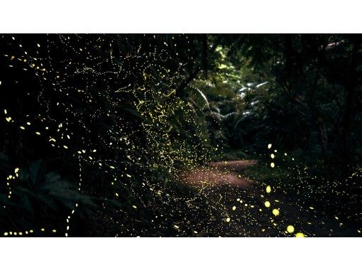 人が少ない場所を厳選【石垣島】日本最小ヤエヤマヒメボタル乱舞鑑賞ツアー＆快晴時には星空鑑賞付きの画像
