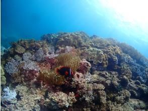 選べる時間！【北谷・アメリカンビレッジ】ボートで行くスノーケリング！珊瑚に魚の海・動画写真プレゼント！カップル・女性グループ・家族