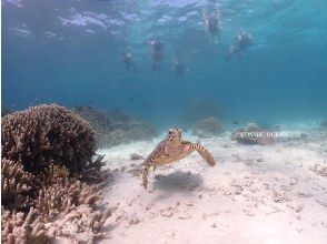 [Okinawa Motobu Town, Sesoko Island] Children and beginners welcome! Snorkeling on a banana boat ☆ Enjoy the beautiful scenery of Sesoko Island, where nature remains ☆ On the way to and from Churaumi Aquarium