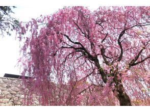 [Iwate Prefecture, Morioka City] SAKURA, Cherry Blossom Tour, Morioka Cherry Blossom Viewing Walk
