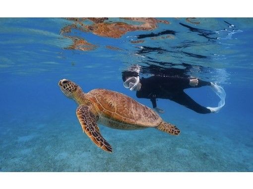 [Northern Amami Oshima] Small children are welcome! 100% chance of encountering sea turtles!? Sea turtle snorkeling (free photo and video shooting)の画像