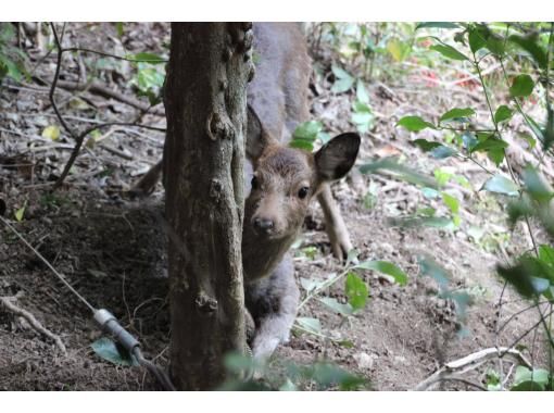【和歌山・熊野】熊野の里山で狩猟体験！解体後はBBQ！の画像