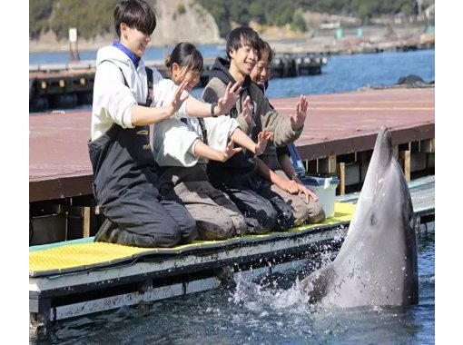 [Hyogo, Minami Awaji] Small children are also welcome! An introductory course where you can get up close and personal with dolphins and kiss and shake hands without entering the sea.の画像