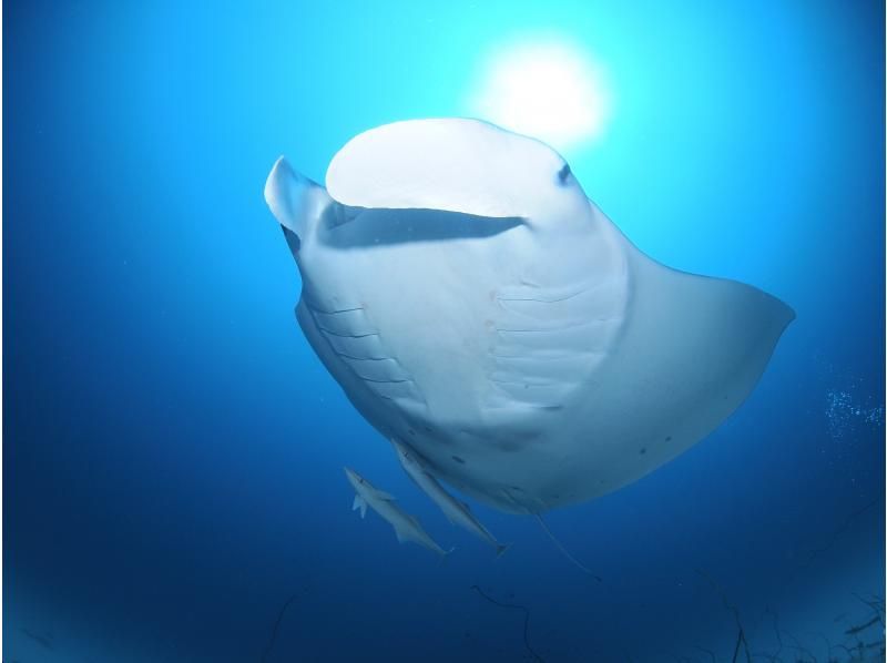 Summer vacation special discount plan! [Okinawa, Ishigaki Island] ★Free equipment rental★ Fun diving (boat) [Let's go meet the popular people in the beautiful sea♪] Copyの紹介画像