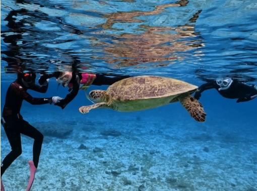 [奄美大岛] [家庭私人旅游]海龟浮潜之旅！免费水下视频礼物！！遭遇率100%！の画像