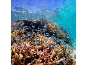 初心者専門ダイビングスクールあつまる