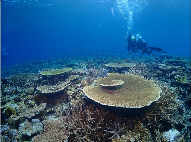 【北海道・SUP体験】透明度の高い支笏湖の湖面をクルージング！SUP体験（半日コース）の画像