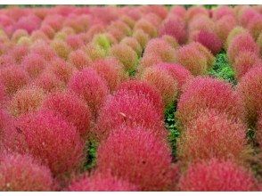 【福島県・いわき市】いわきあるき【いわき名物ガイド】とコキア色づくフラワーウォーク